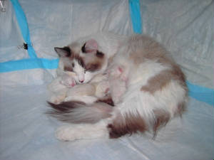 Sofiasnewlitter.JPG