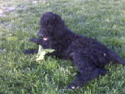 pups7weeksold.JPG