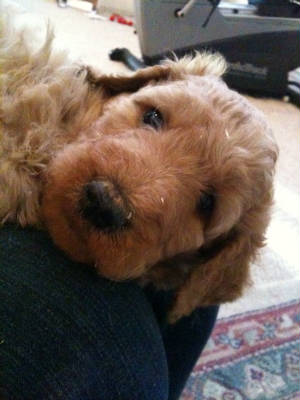 Gilbertpup.jpg