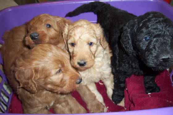 pups10-15.jpg